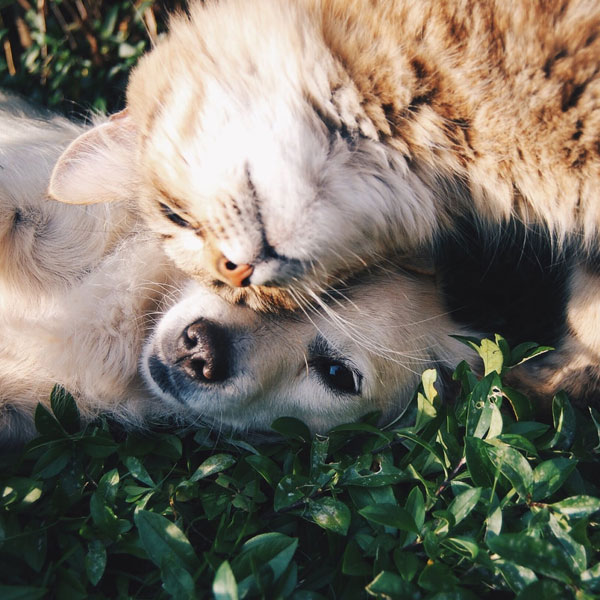 kedi kopek analizi